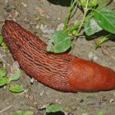 Combaterea Melcilor Fara Cochilie Axcela